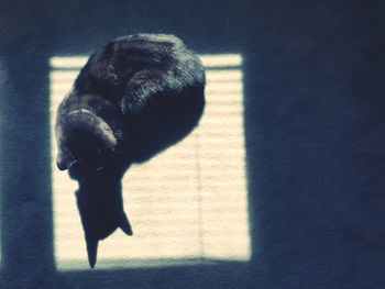 Cat looking away