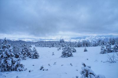 Snow covered land and trees against sky