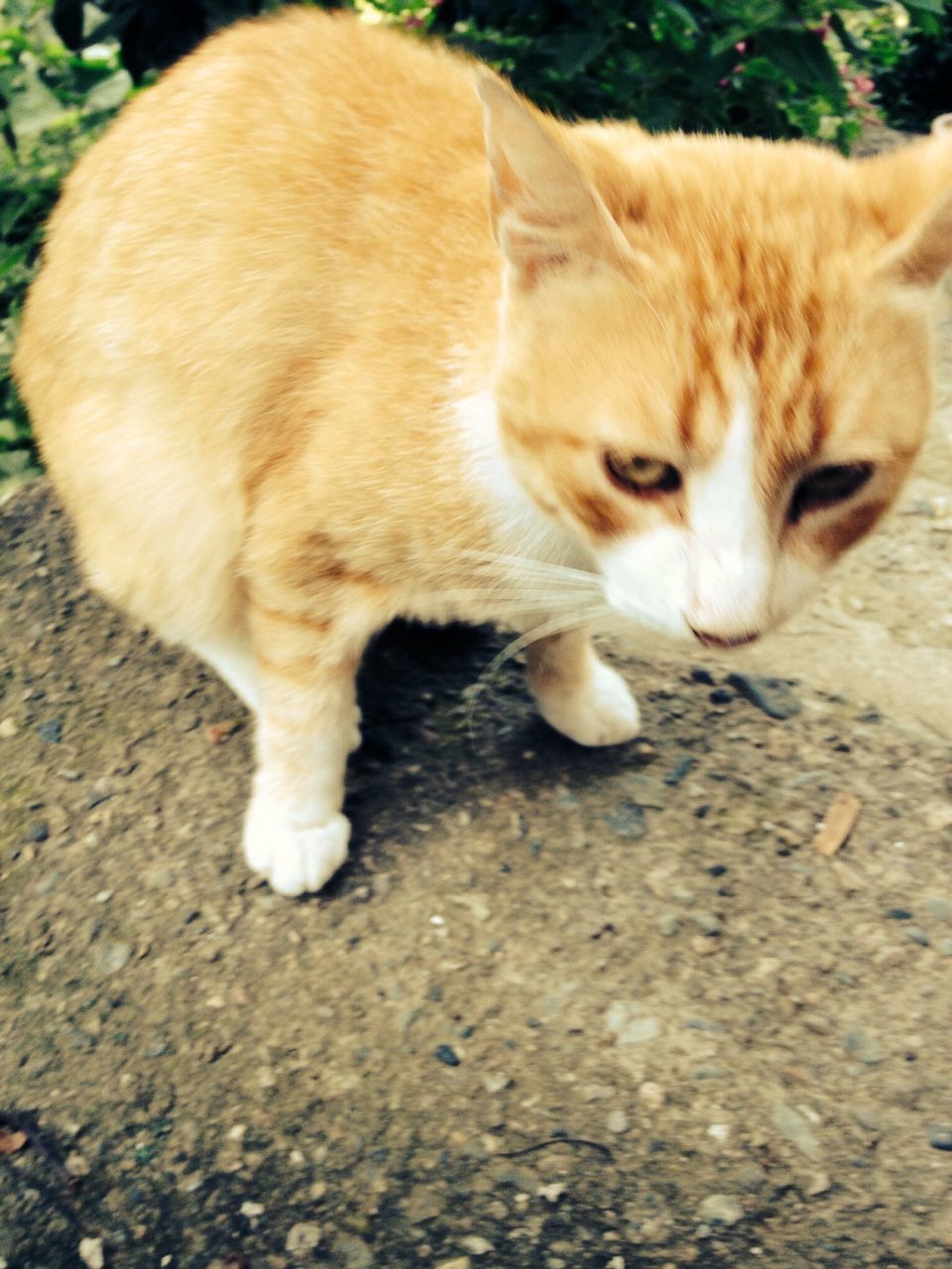 animal themes, one animal, mammal, domestic animals, domestic cat, pets, cat, feline, whisker, relaxation, high angle view, full length, street, brown, portrait, outdoors, day, looking at camera, no people, lying down