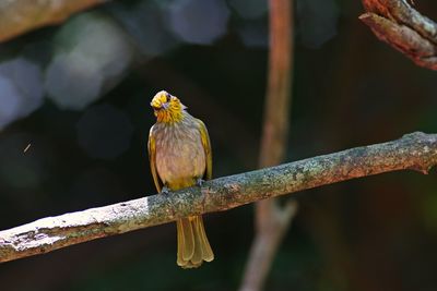 Close-up of bird perching on branch