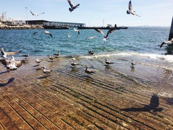 Seagulls flying over sea against sky