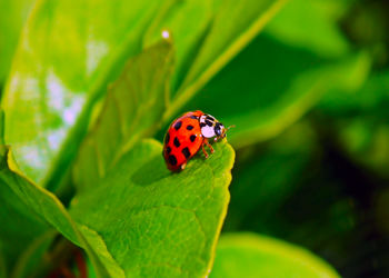 Close-up of ladybug on leaf