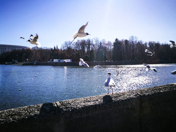 Seagulls flying over lake against sky