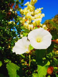 Close-up of white hibiscus flower