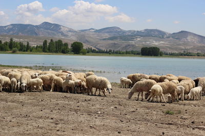 Flock of sheep grazing on shore