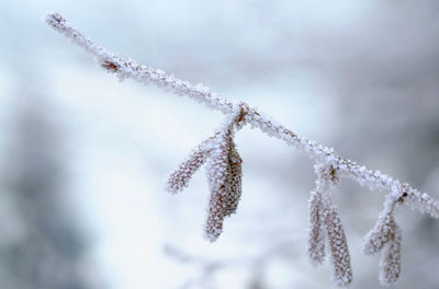 Close-up of frozen pussy willow twig