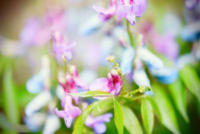 Close-up of pink flowers in park