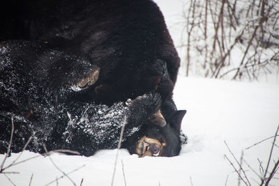 Bears playing on snowy field