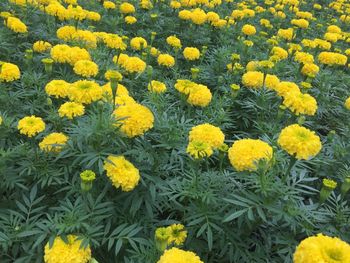 High angle view of yellow flowers blooming on field