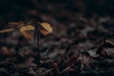 Close-up of dry leaves on a field