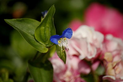 Close-up of insect on flower