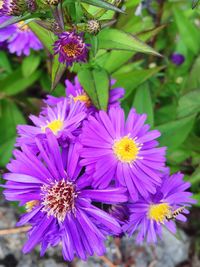 Close-up of purple flowers