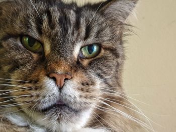 Close-up portrait of tabby cat