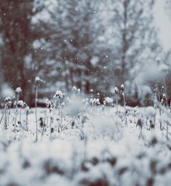 Close-up of snow on landscape