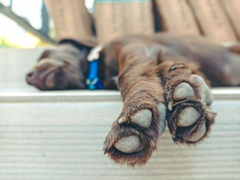 Close-up of dog sleeping