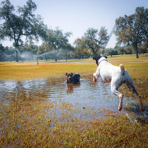 View of dogs on field