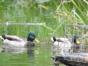 Ducks swimming in lake