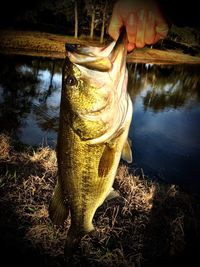 Close-up of fish hanging from fishing net