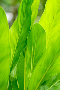 Full frame shot of fresh green leaves