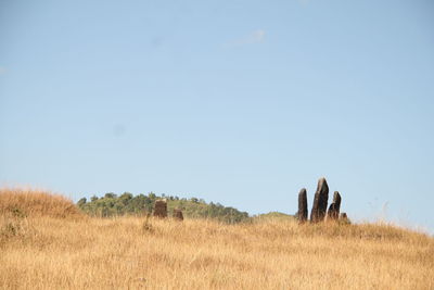 Panoramic view of field against clear sky