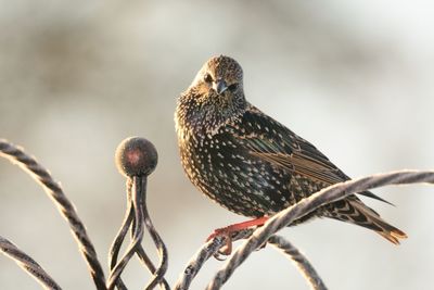 Close-up of bird perching on metal