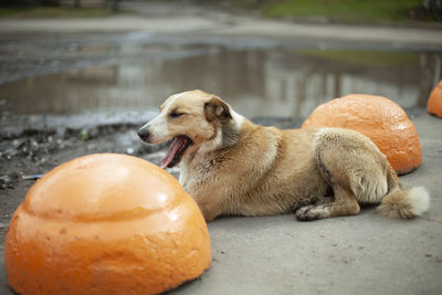 A stray dog yawns on the street. a street dog lies on the asphalt. 