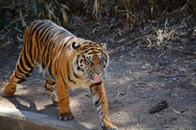 Close-up of tiger in zoo