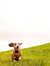 Portrait of dog on field