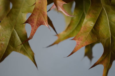 Close-up of autumnal leaves on tree