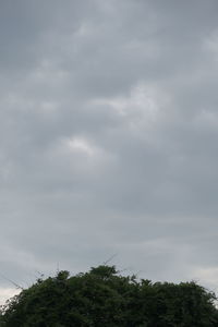 Low angle view of tree against sky