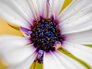 Close-up of purple flowering plant