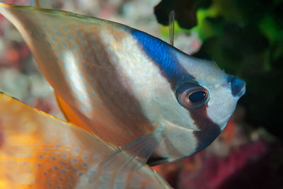 Close-up of fish swimming in sea