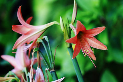 Close up of orange amaryllis flower blooming in the garden