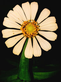 Close-up of flower against black background