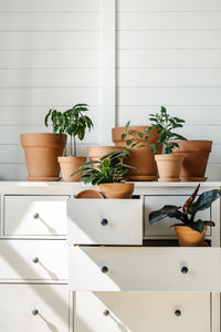 Potted plant on table at home