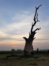 Driftwood on tree trunk against sky during sunset