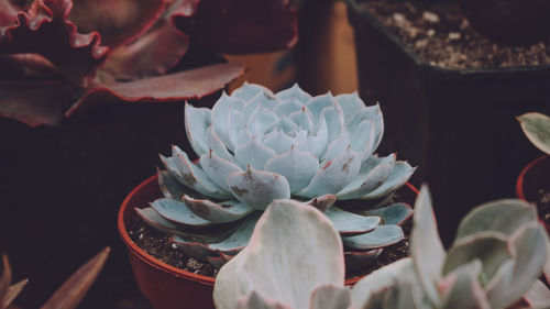 Close-up of succulent plant