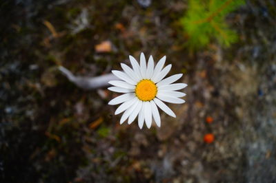 Close-up of white daisy blooming outdoors