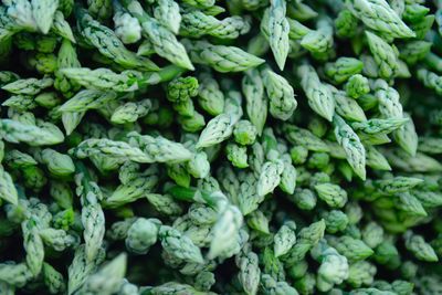 Full frame shot of asparagus for sale in market