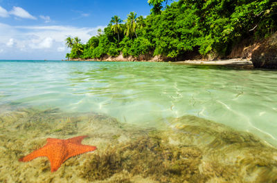 Starfish on rock in water