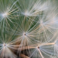 Full frame shot of dandelion