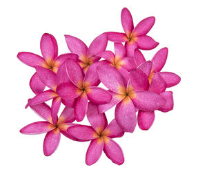 Close-up of pink flowering plant against white background