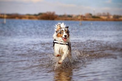 Dog running in a lake