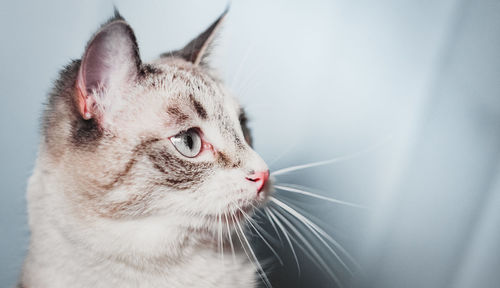 Close-up of a cat looking away