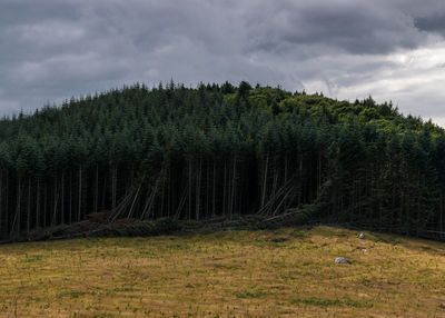 Trees on field against sky