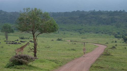 Road amidst trees on field