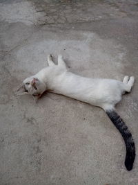 High angle view of cat sleeping