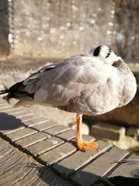 Close-up of seagull perching