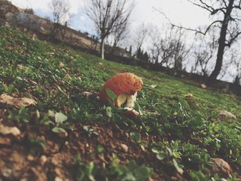 Close-up of mushroom on field