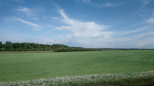 Scenic view of agricultural field against sky